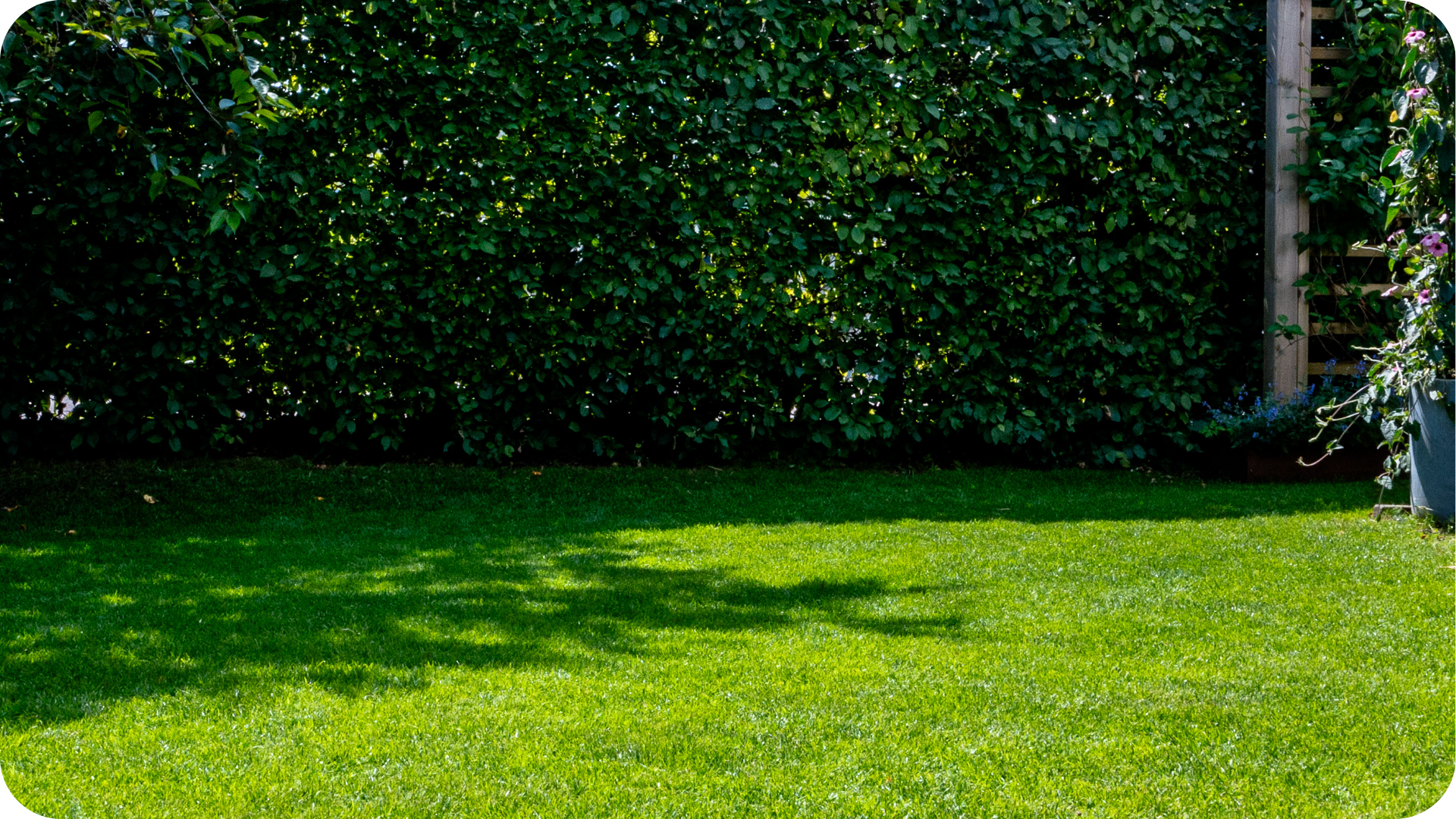 Skötselguide steg för steg för din gräsmatta